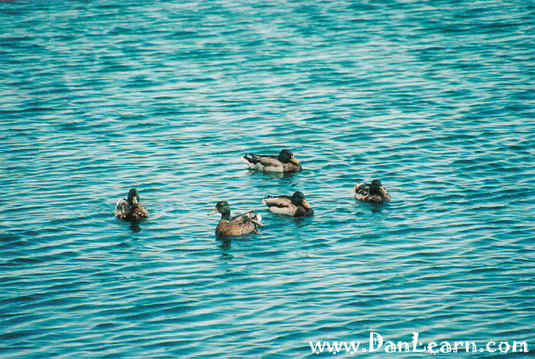 Group of ducks